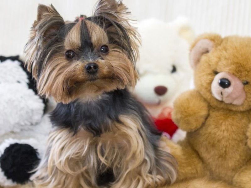 teacup yorkie teddy bear face