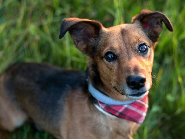 What Is A Dachshund Terrier Mix? Information About Dachshund Terriers ...