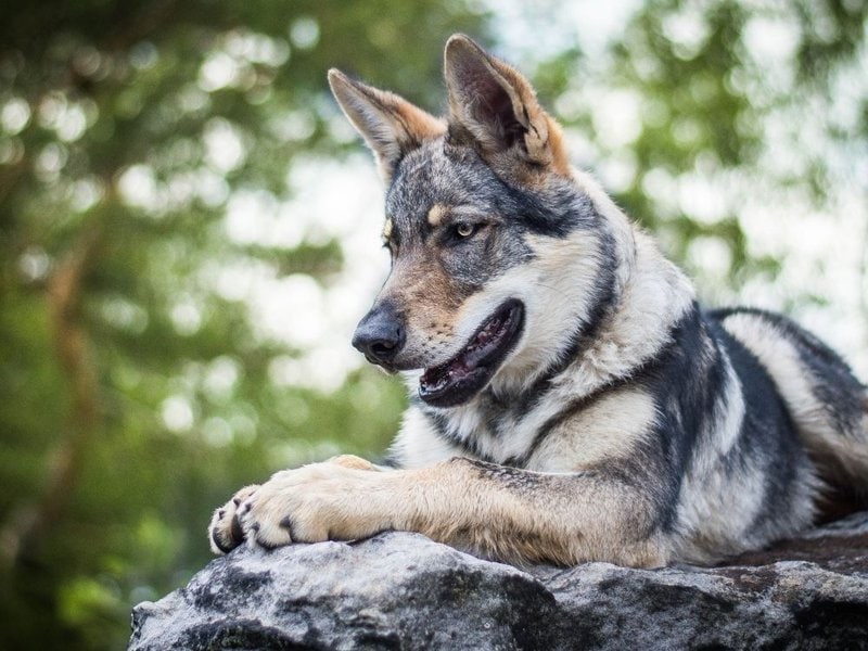 why do malamutes look like wolves