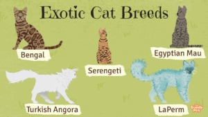 exotic cat breeds
