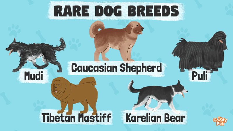 Fila Brasileiros: Dog breed info, photos, common names, and more — Embarkvet