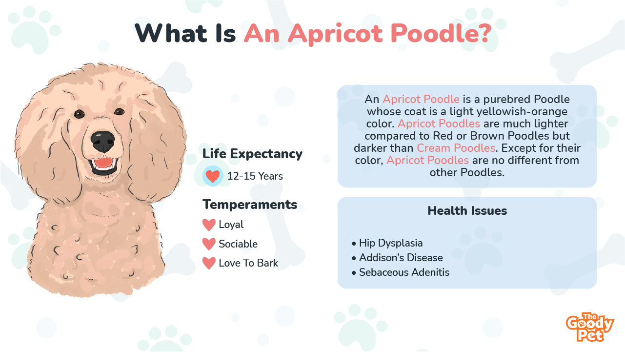 Apricot Poodle Your Complete Breed Guide The Goody Pet