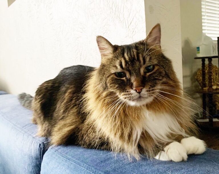 Norwegian Forest Cat - Your Complete Breed Guide - The Goody Pet