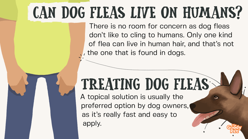 what can dog fleas do to humans