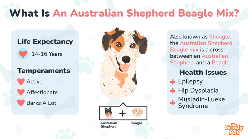 mini australian shepherd beagle mix