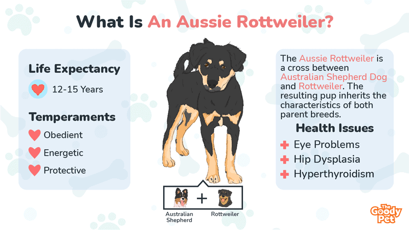 australian shepherd rottweiler pitbull mix