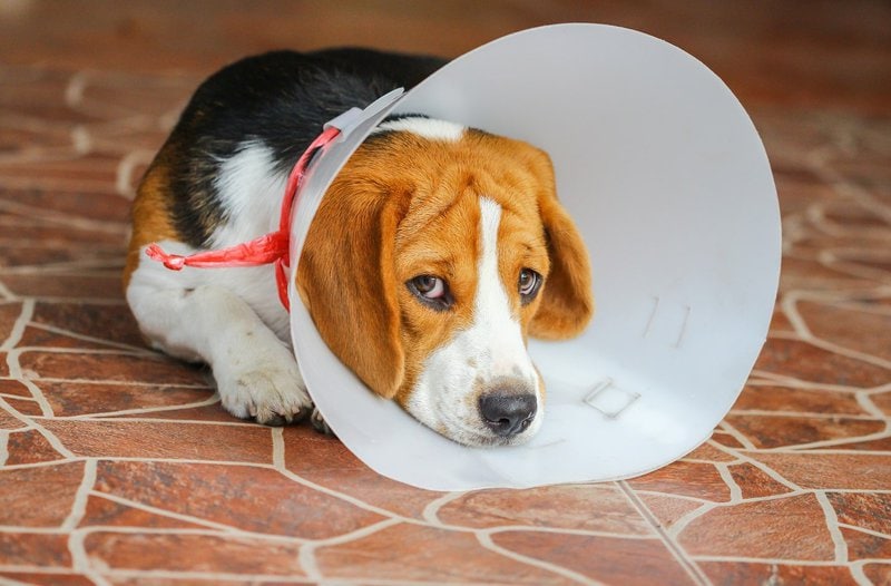 is there an alternative to the cone for dogs