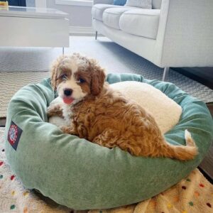 7 Best Elevated Dog Beds (January 2024: Reviews) - The Goody Pet