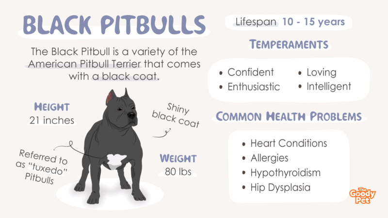 what are black pitbulls called