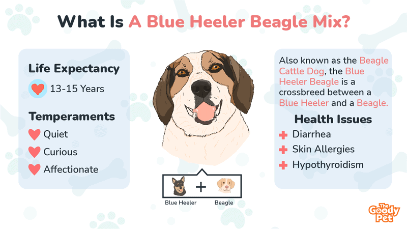 blue heeler corgi beagle mix