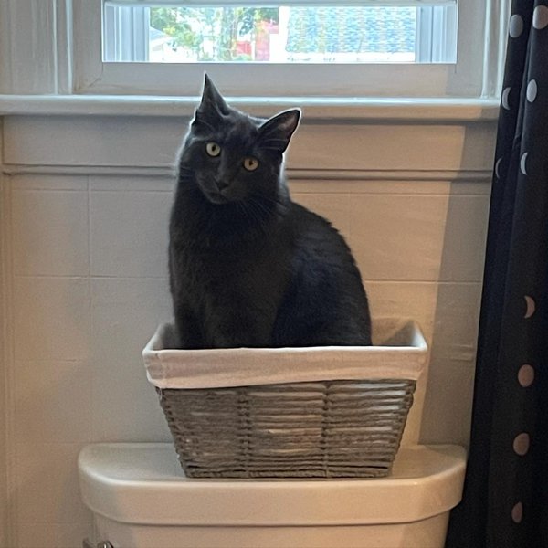 46 Clever And Creative Ways To Hide Your Cat Litter Box - The Goody Pet