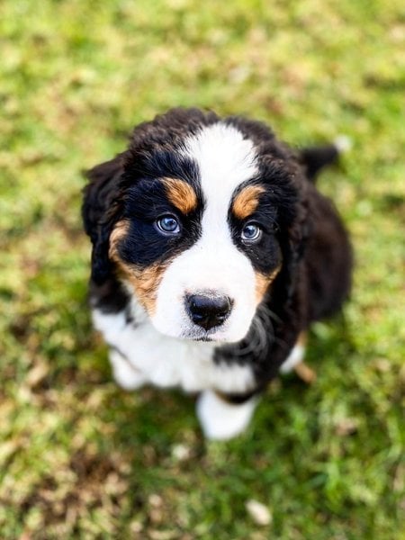 How Much Do Bernese Mountain Dogs Cost (Updated May 2024) - The Goody Pet