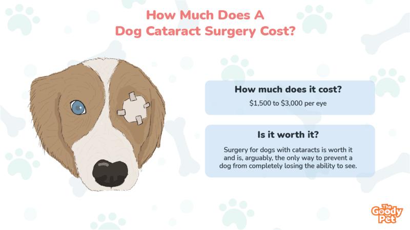 Dog Cataract Surgery Cost  