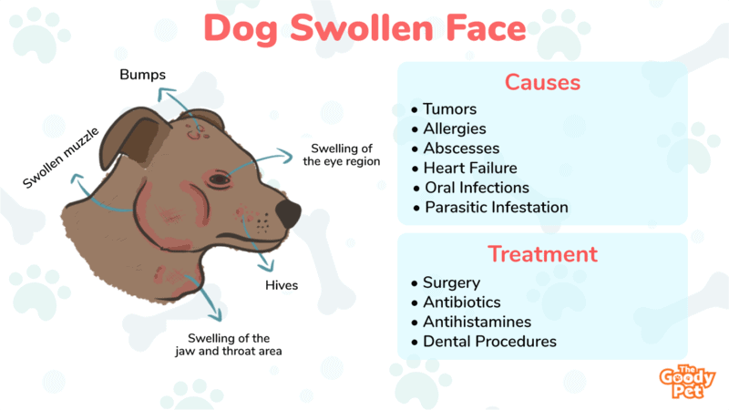 what causes a dogs salivary gland to swell