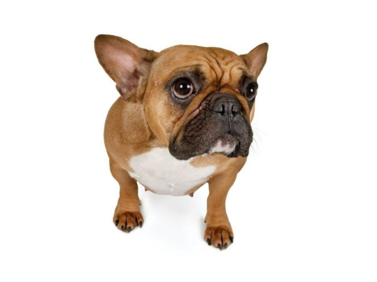 French Bulldog Temperament & Personality - 14 Kinds You Would Not Have ...