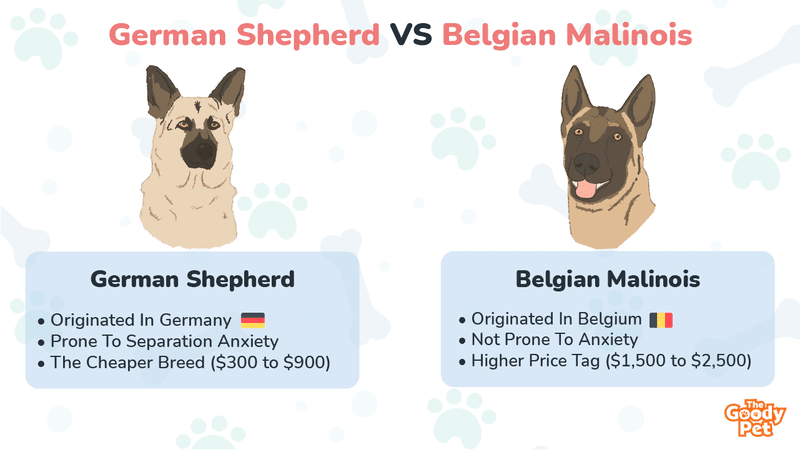 what is a belgian german shepherd