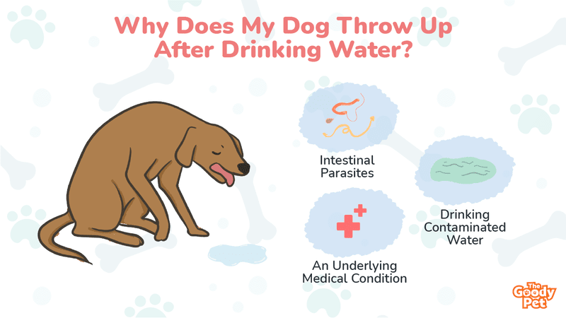 what helps a dog from throwing up