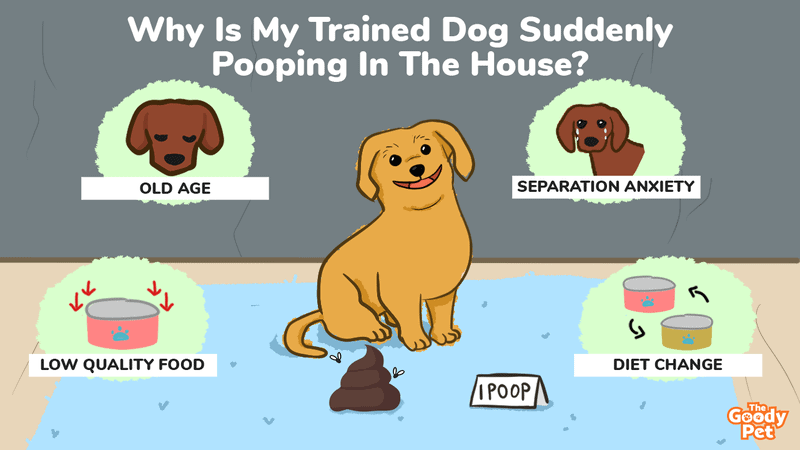 how do you train an older dog to poop in one area