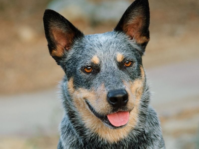 How Much Do Australian Cattle Dogs Cost (September 2022) - The Goody Pet