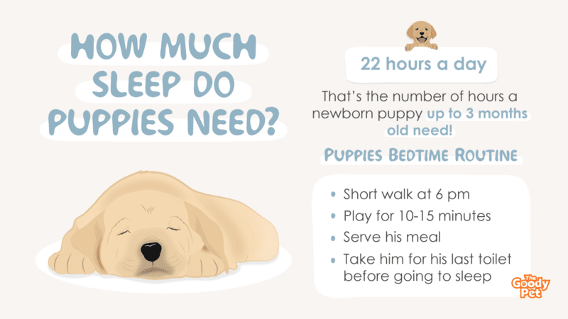 How Many Hours Do 4 Month Old Puppies Sleep