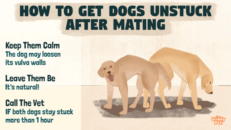how long will dogs stay stuck
