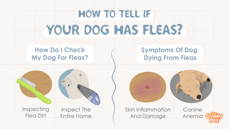 How To Tell If Your Dog Has Fleas Learn The Signs The Goody Pet