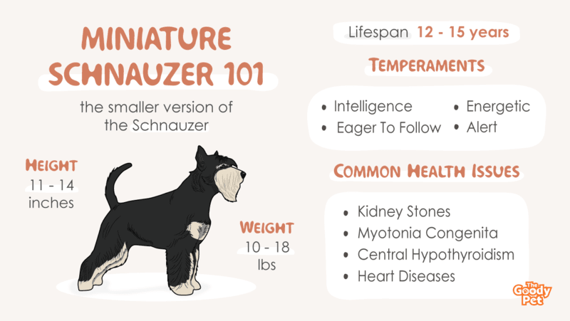 Miniature Schnauzer 101: Ultimate Guide + FAQs - The Goody Pet