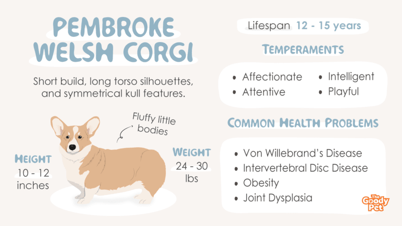 Pembroke Welsh Corgi Breed Information - Profile, Facts & Traits - The ...