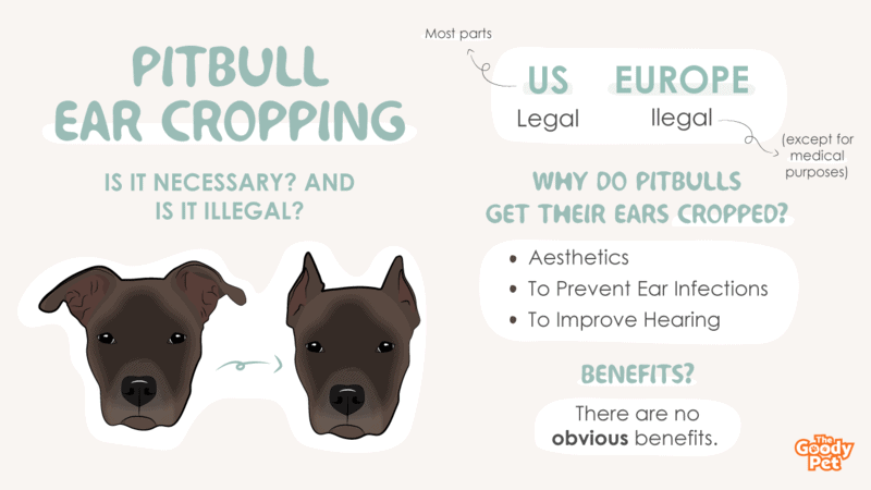 why do pitbulls get their ears cut