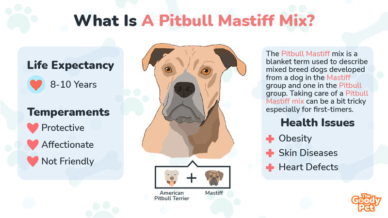 what are the health issues of a pitbull mastiff mix