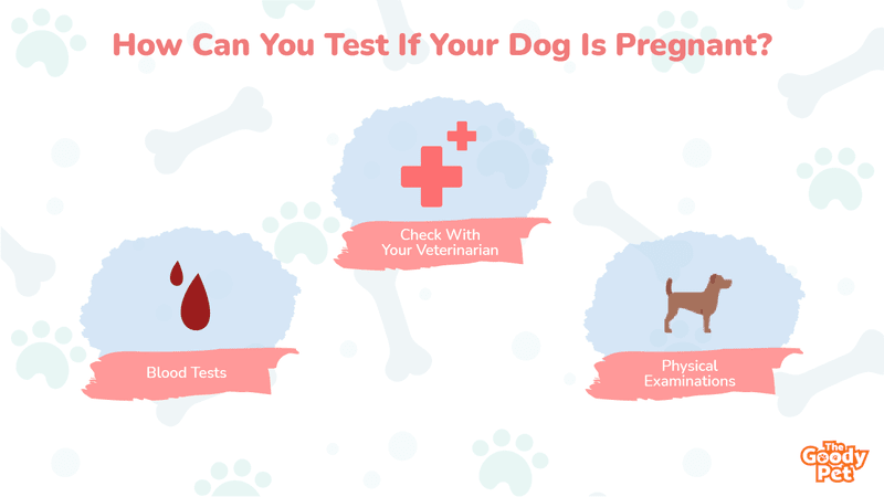 can a dog use a human pregnancy test