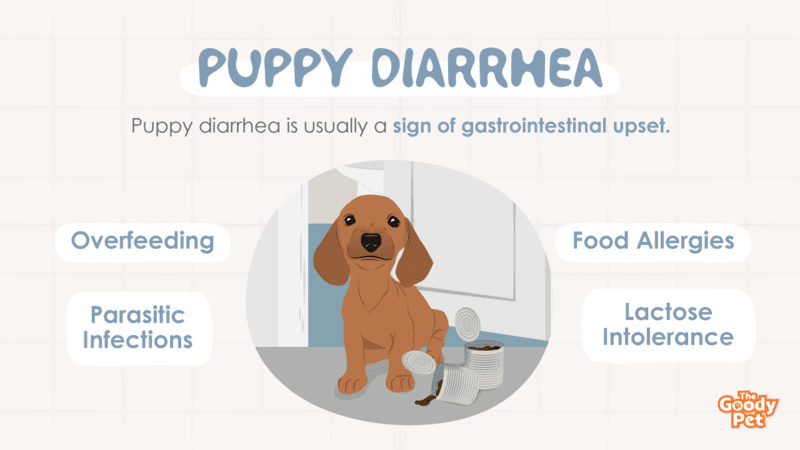 does teething in puppies cause diarrhea