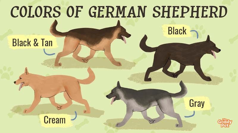 what is an isabella german shepherd