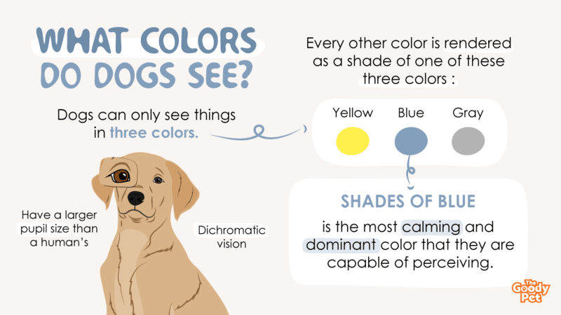 What Colors Do Dogs See Seeing The World Through The Eyes Of A Dog 