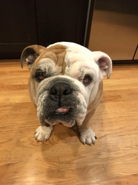 Bulldog Lifespan And Its Common Health Issues, Especially The Dangerous ...