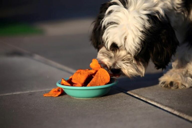 Can Dogs Eat Corn Chips? Here's Why They Are Harmful - The Goody Pet