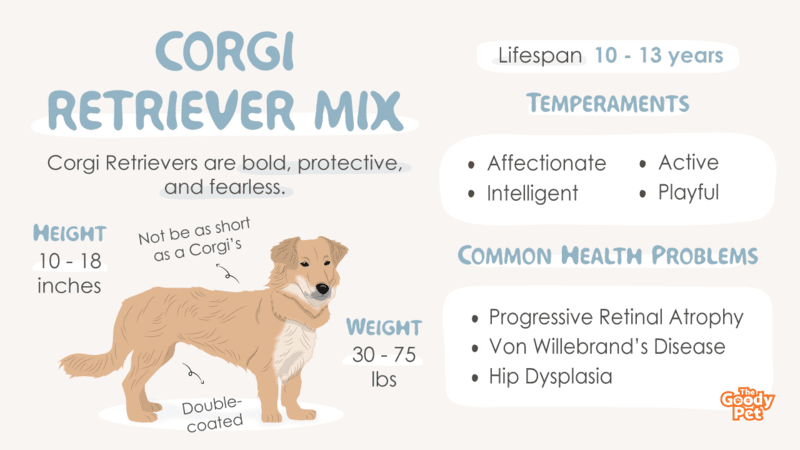 What Is A Corgi Golden Retriever Mix? Guide - The Pet