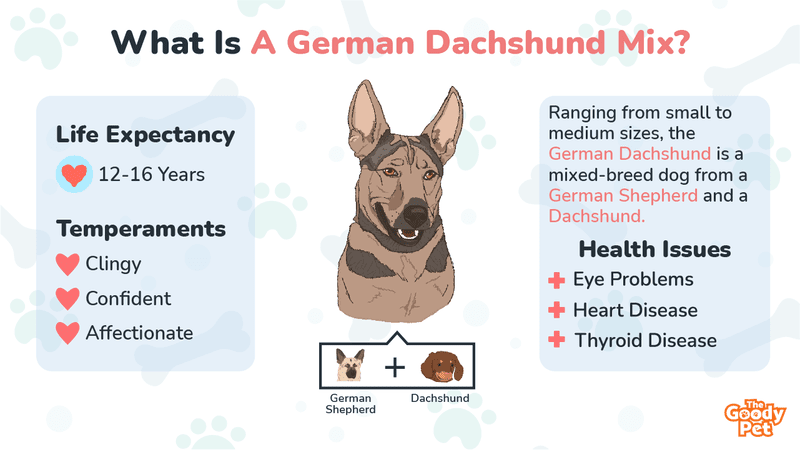 dachshund german shepherd mix