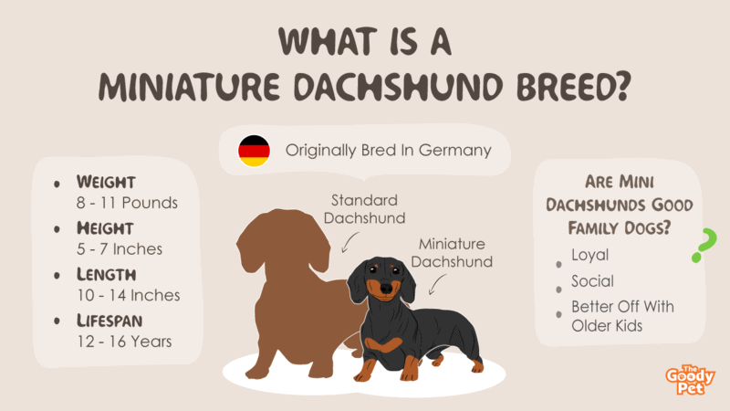 how long do mini dachshunds get
