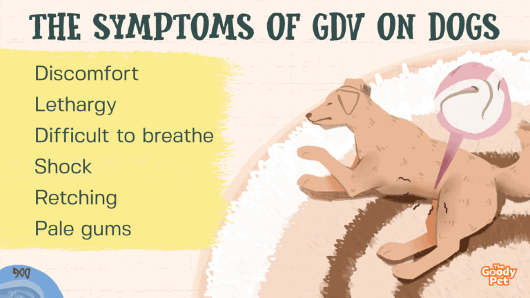 What Is GDV In Dogs - Causes, Symptoms, And Treatment - The Goody Pet