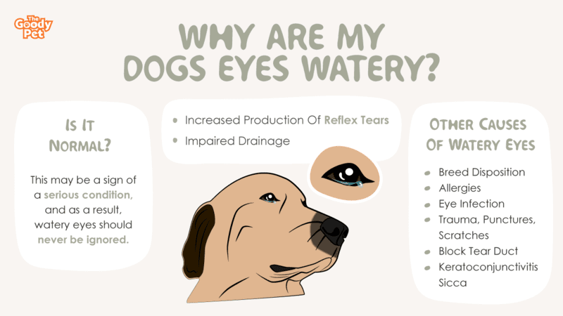  Is It Normal For Dogs To Have Watery Eyes 