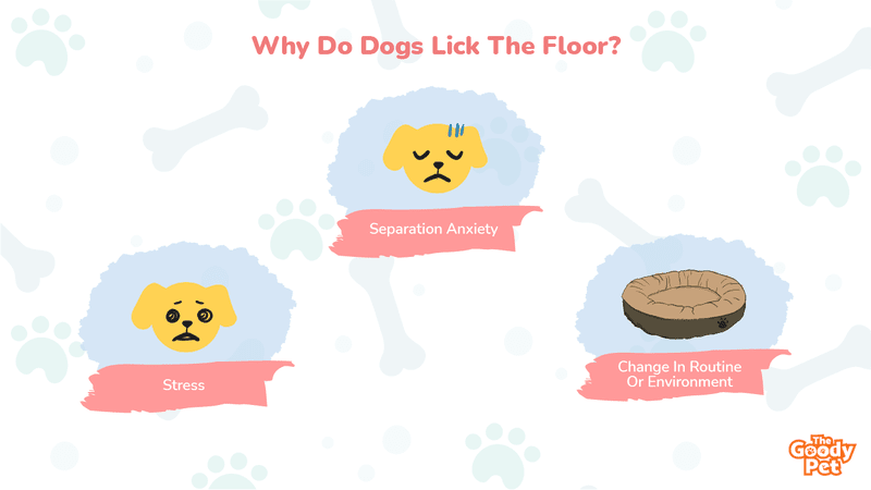 why do dogs lick floor