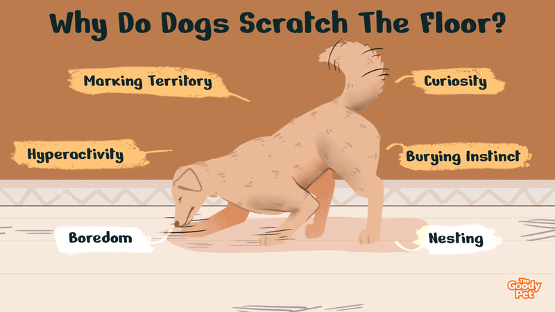 Why Do Dogs Scratch The Floor Stopping It Can Be Easy The Goody Pet