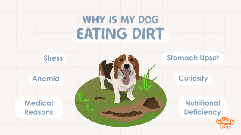 how do you know if your dog has pica