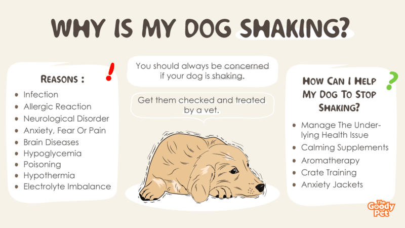 what does it mean when your dog is shaking a lot