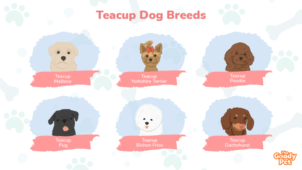 You Won't Believe These 17 Teacup Dog Breeds Exist - The Goody Pet