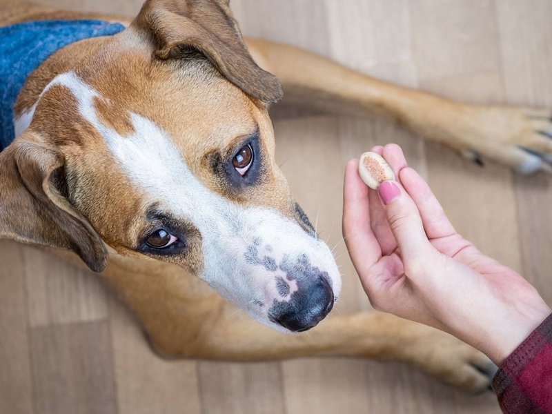 how dog calming treats actually work