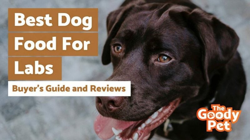 7 Best Dog Foods For Labrador Retrievers (June 2022: Reviews) - The