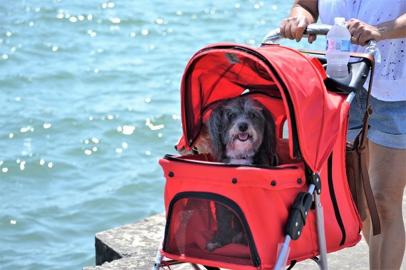 6 Luxury Dog Strollers for Stylish Pooches - Hey, Djangles.