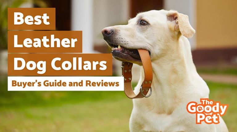 Ginny Luxury Leather Dog Collar - Nude – Maison Le Lou